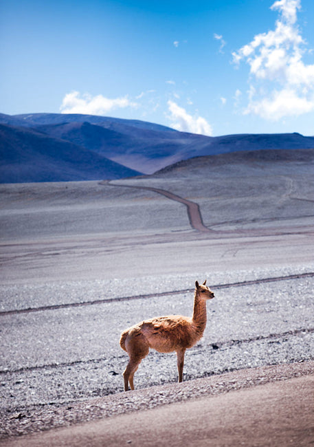 Fibras del Sur del Mundo